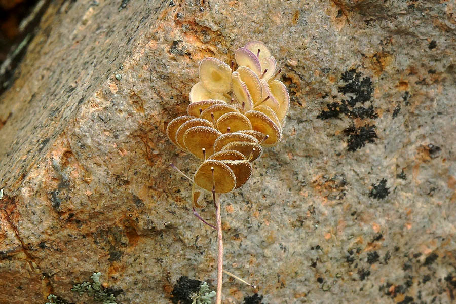 Biscutella morisiana / Biscutella di Moris